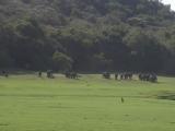 Yala National Park